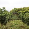 湿地松，马尾松，枫香，木荷杜英，香樟，杉木，造林小苗